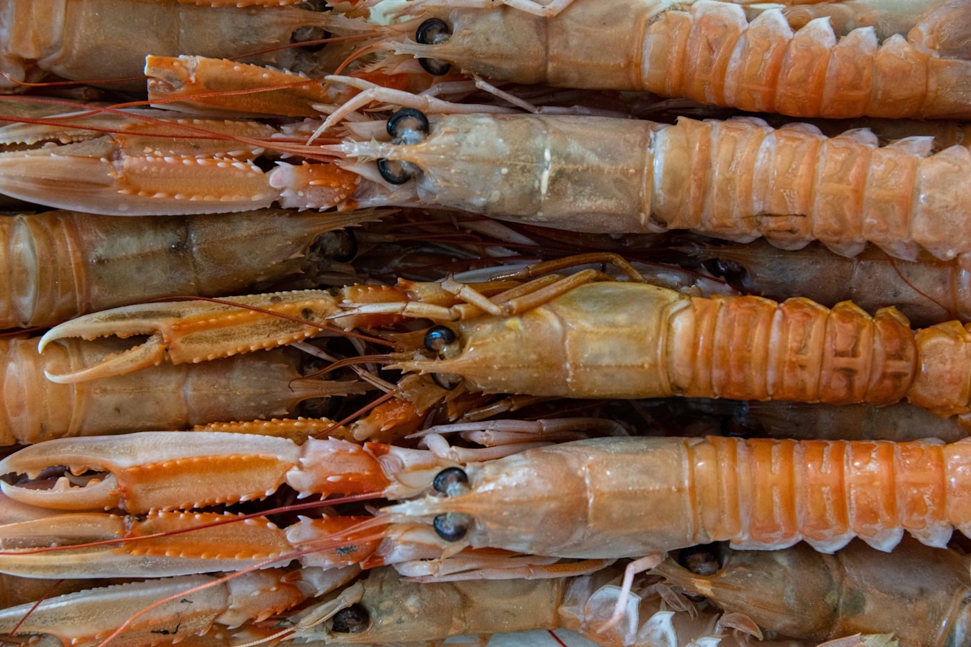 Live Maine lobsters — our tables' natural habitat, Yarmouth Maine